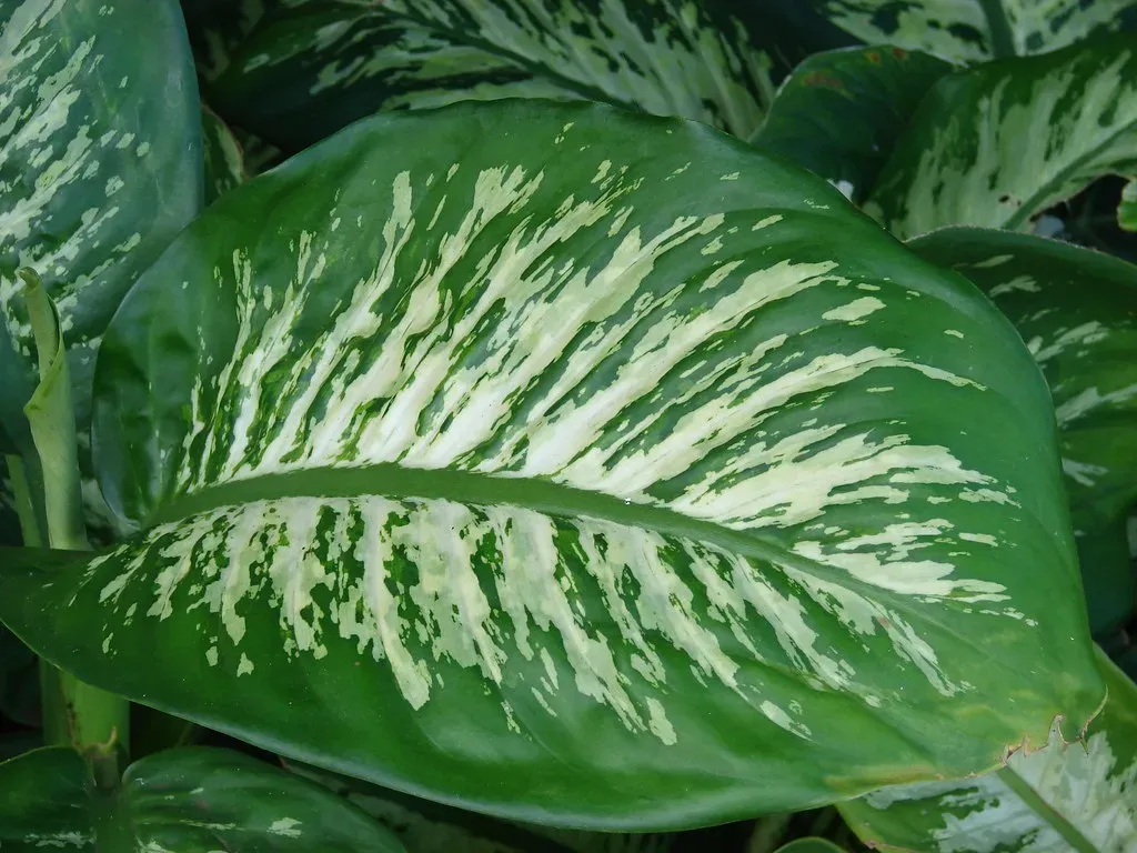 4. Dieffenbachia (Dumb Cane): The Tropical Beauty With a Brutal Sting (Image Credits: Flickr)
