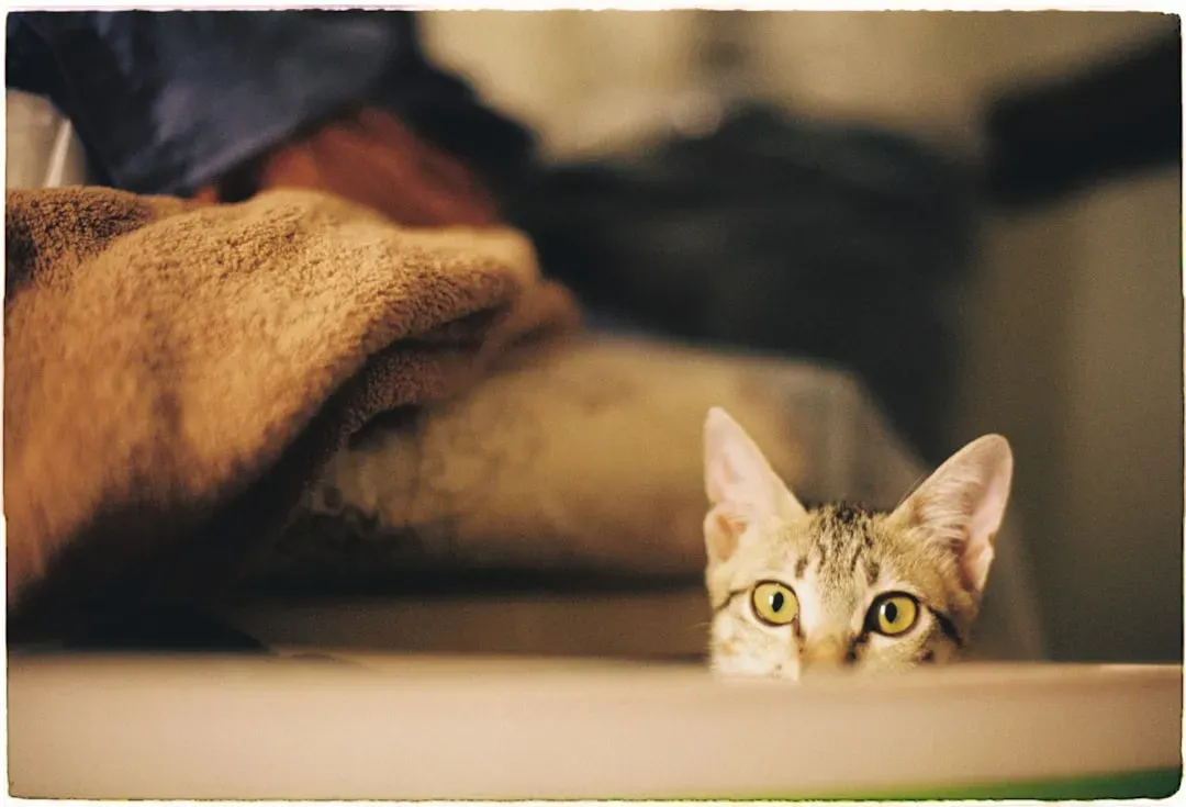 Your Cat Is Not Actually Low-Maintenance - and Science Proves It (Image Credits: Unsplash)