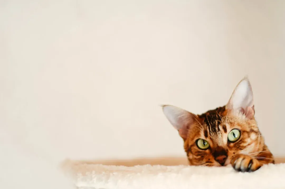 Finding The Beauty In The Chaos (Image Credits: Unsplash)