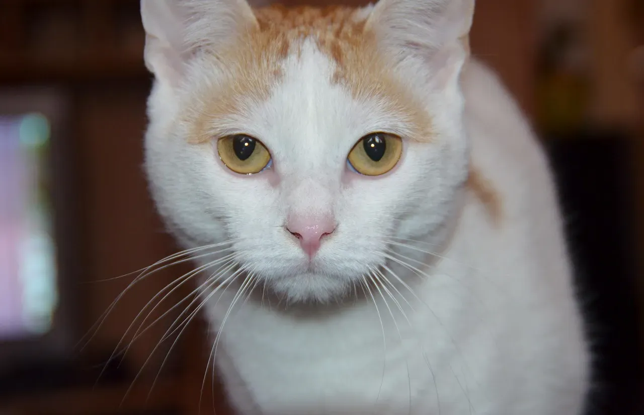 #4 Turkish Van (Image Credits: Pixabay)