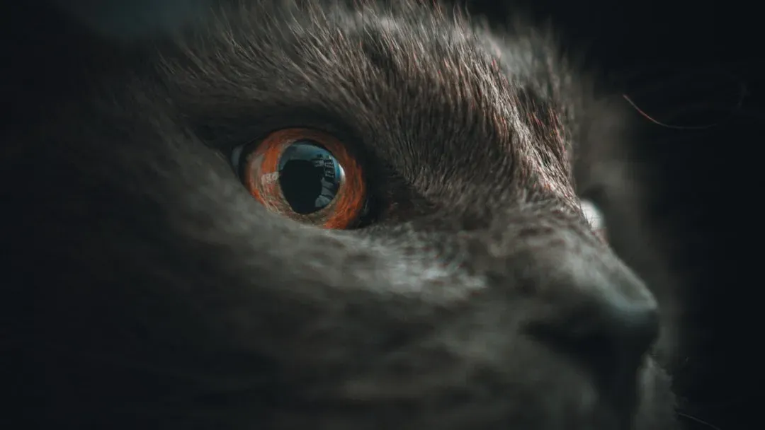 The Eyes Have It: Built-In Night Vision Equipment (Image Credits: Unsplash)