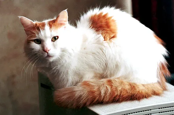 Turkish Van: The Hyperactive Acrobat (Image Credits: Wikimedia)