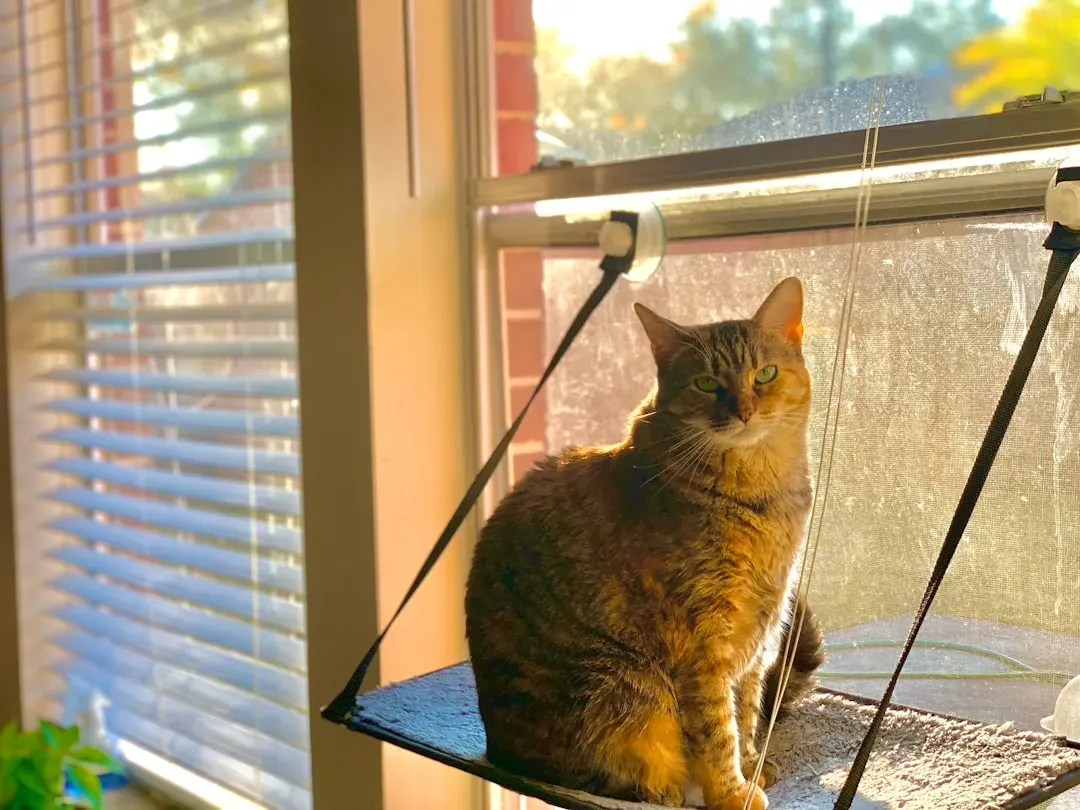 4. Window Perches and Bird Feeders: Free Entertainment, Every Day (Image Credits: Unsplash)