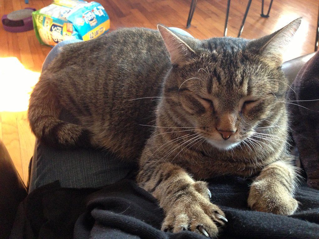 Kneading You Isn't Just About Comfort (Image Credits: Flickr)