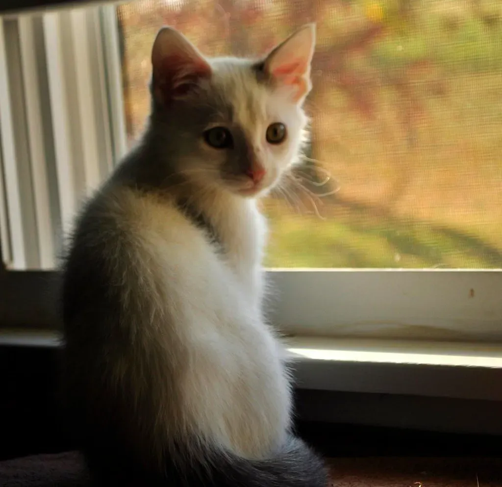 What Your Cat's Morning Behavior Is Quietly Telling You About Your Bond (jeffreyw, Flickr, CC BY 2.0)