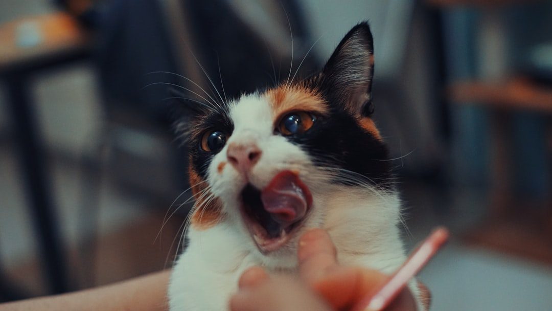 Acknowledge Their Meows (Image Credits: Unsplash)