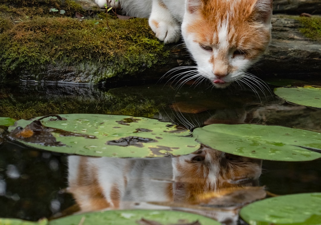 Some Cats Are Simply Hardwired for Water Love (Image Credits: Unsplash)