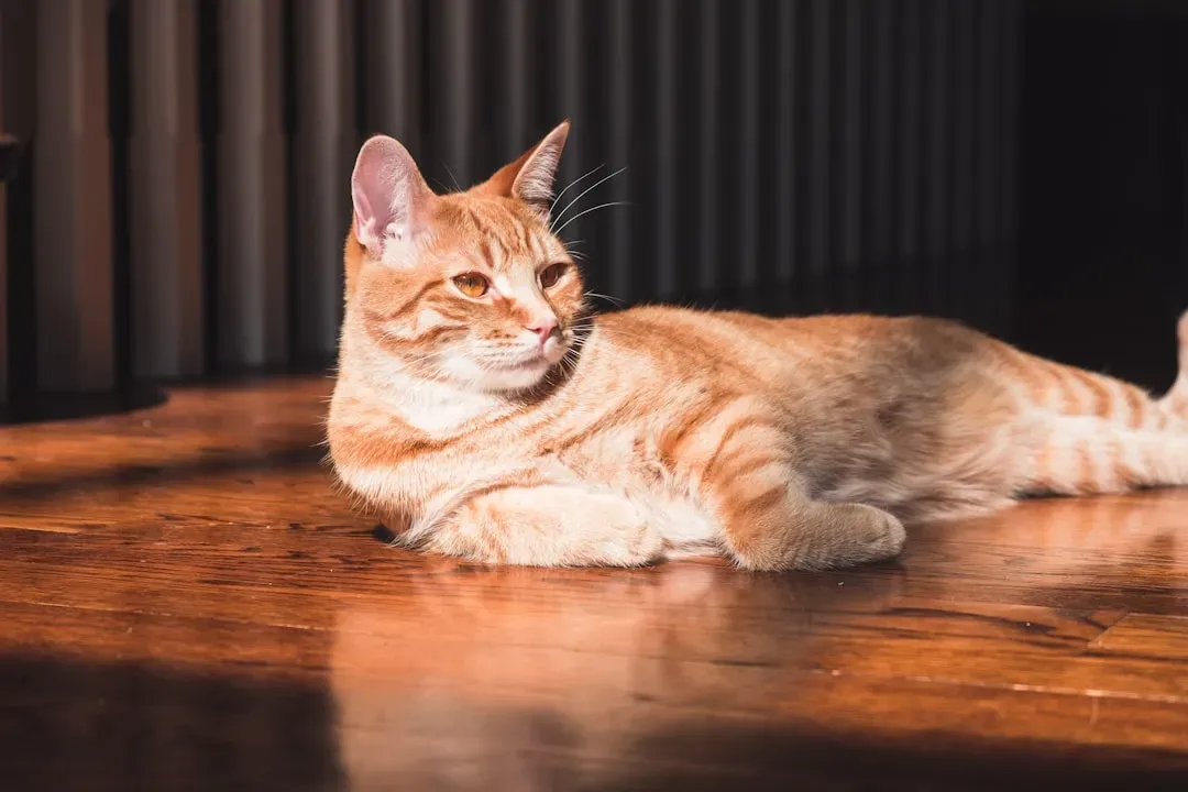 The Temperature Game Your Cat Is Always Playing (Image Credits: Unsplash)