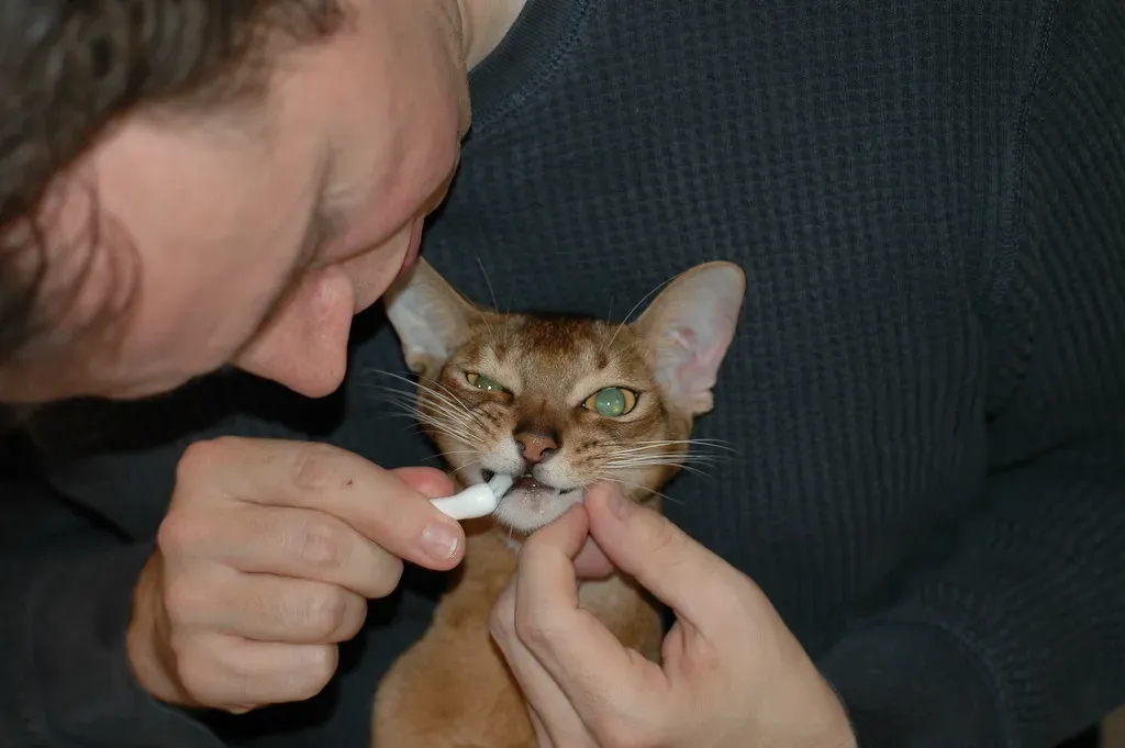 The Health Issues Are Real and Expensive (Image Credits: Flickr)