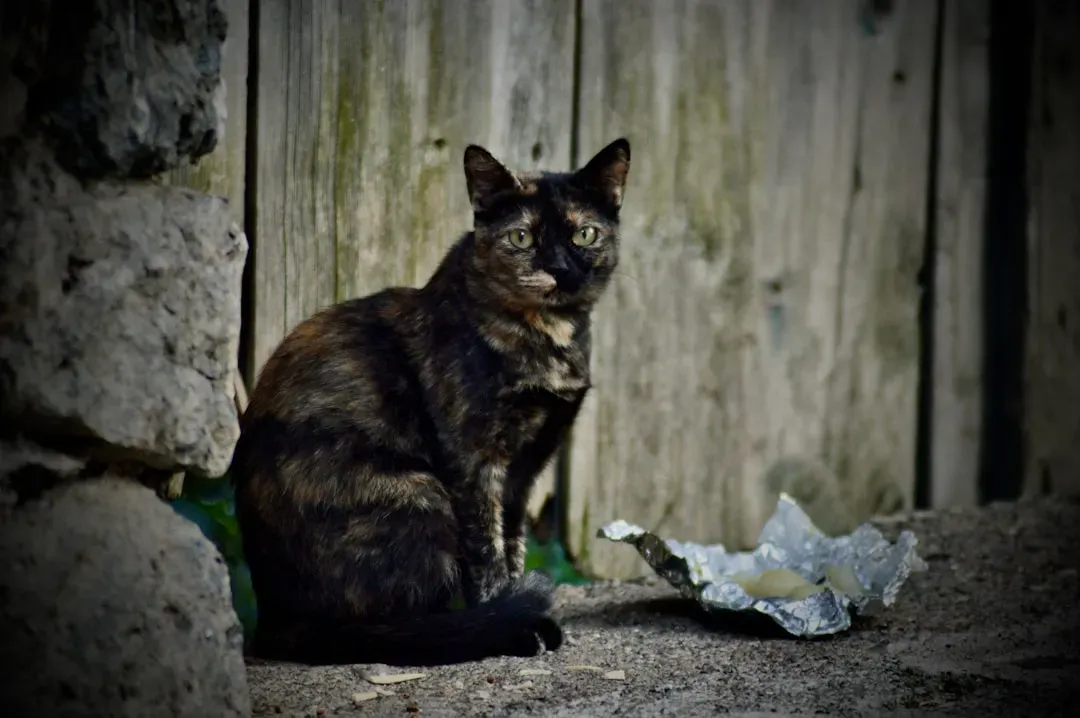 The Vacuum Effect: Why Removing Them Often Makes Things Worse (Image Credits: Unsplash)