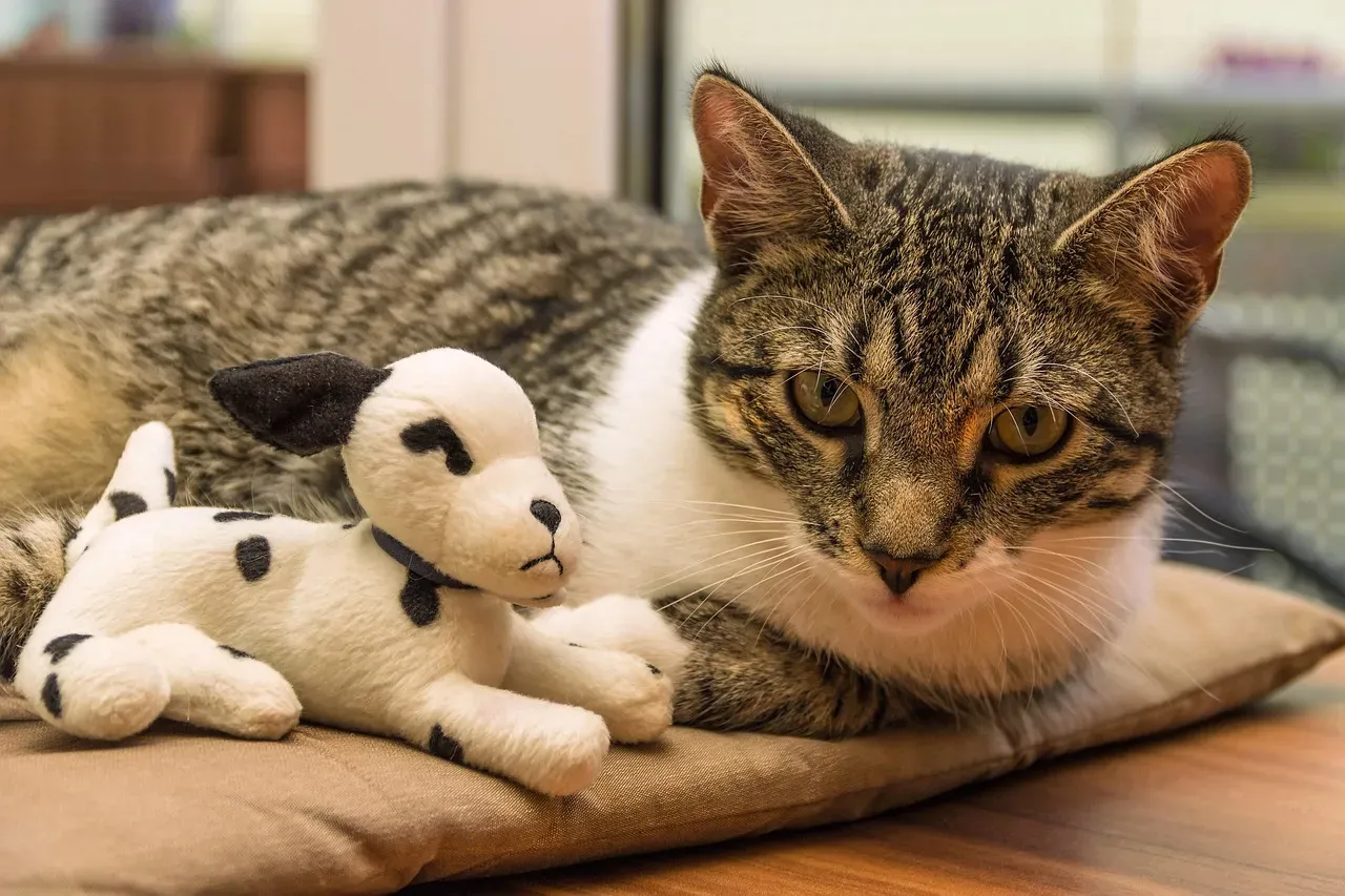 Why We Got It So Wrong for So Long (Image Credits: Pixabay)