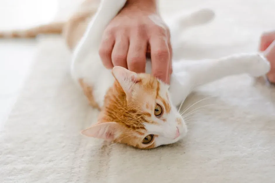 #11 - She Finally Lets You Touch the Spots She Always Guarded (Image Credits: Pexels)