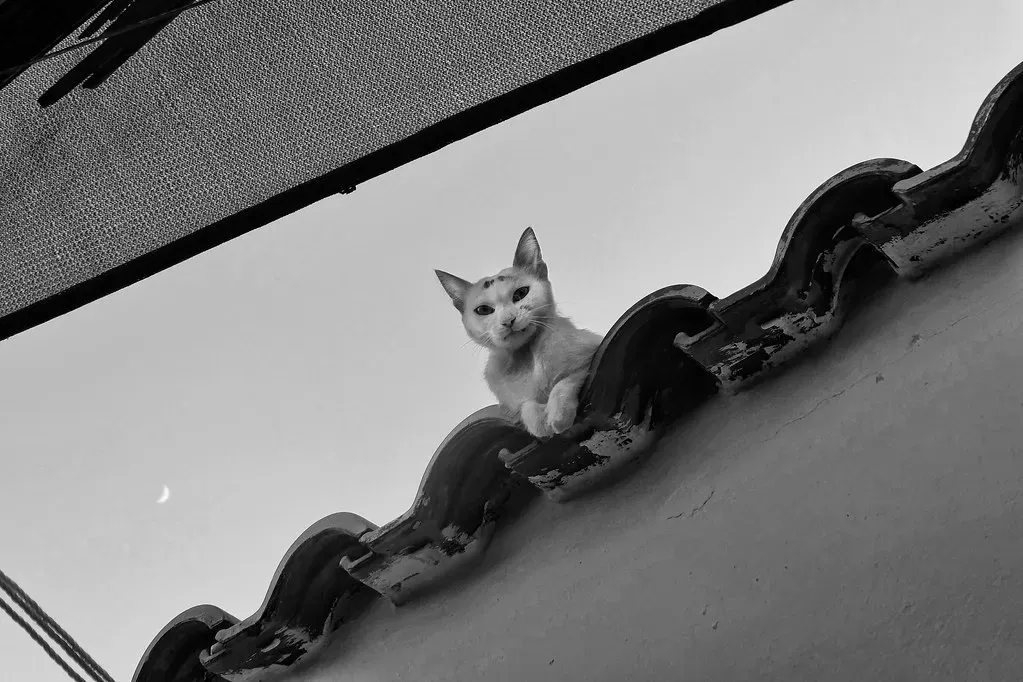 Luna - The Moonlit Favourite That Refuses to Fade (Alizarin Krimson, Flickr, CC BY-SA 2.0)