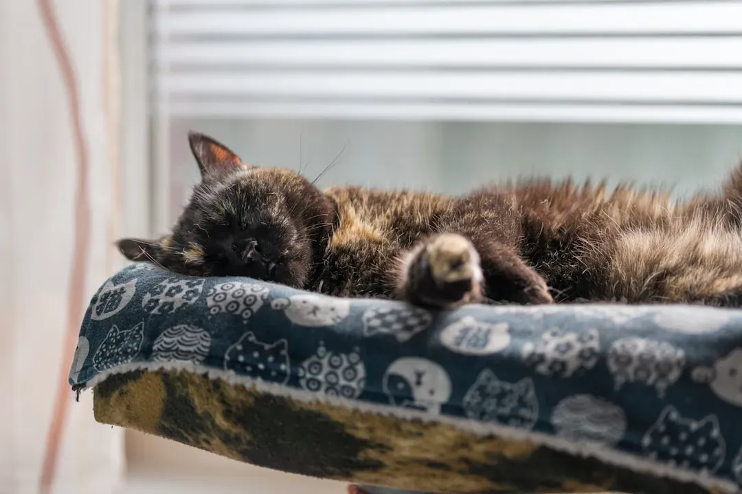 Creating the Perfect Sleep Environment (Image Credits: Unsplash)