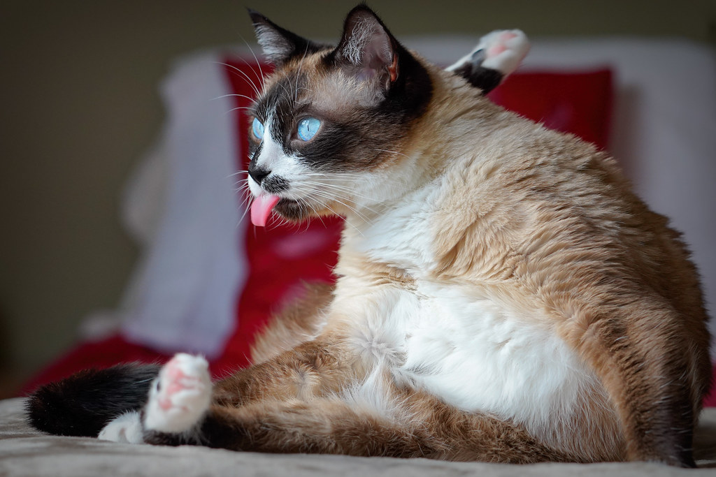 Their Surprising Self-Grooming Independence (Image Credits: Flickr)