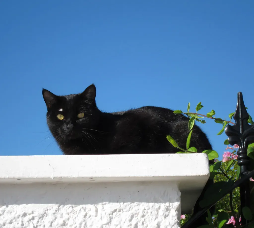 Conclusion: Your Cat Lives in a Different Reality (Keith Williamson, Flickr, CC BY 2.0)