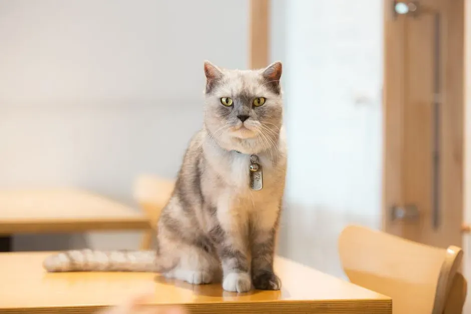 When Your Cat Learns Faster Than You Notice (Image Credits: Pexels)
