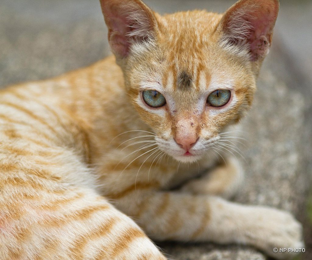 Communication Through Observation (Image Credits: Flickr)