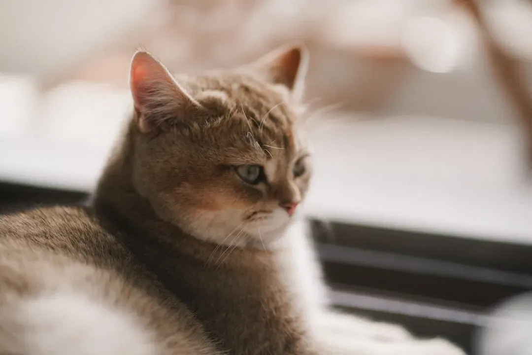 Taurus and the British Shorthair: Comfort-Seeking Souls Unite (Image Credits: Unsplash)