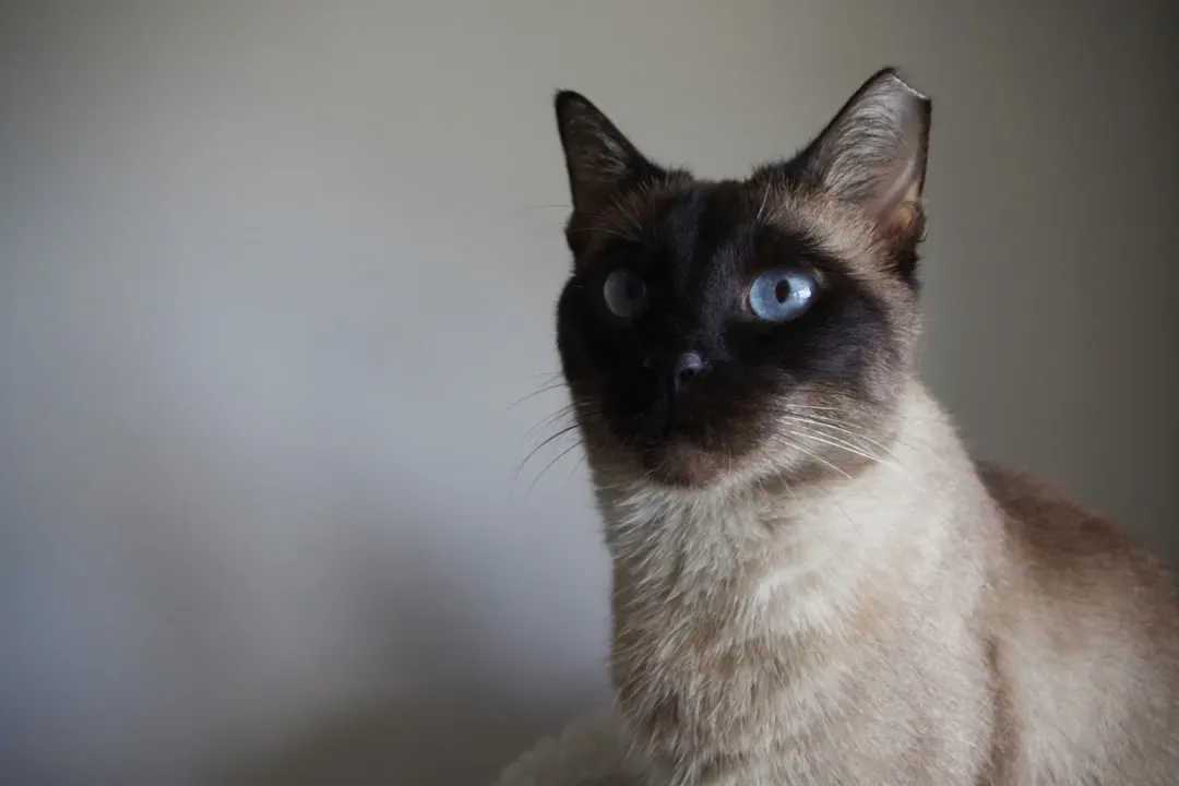 1. Siamese: The Velcro Talker Who Hates Being Ignored (Image Credits: Unsplash)