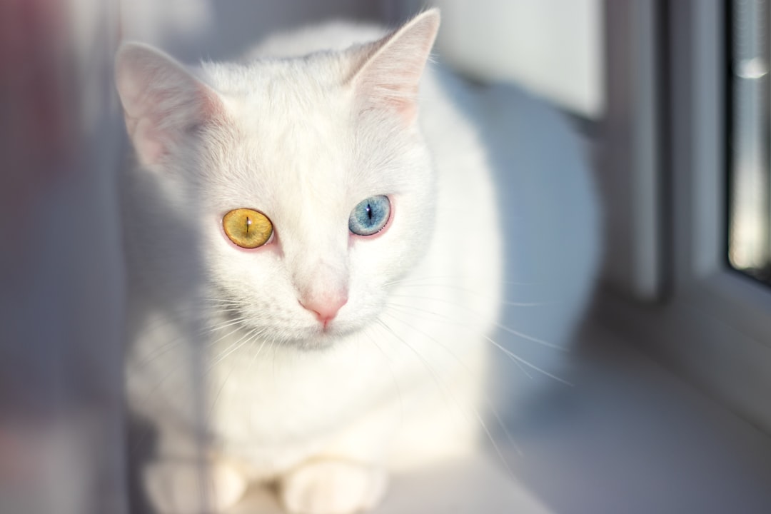 The Science Behind These Striking Eyes (Image Credits: Unsplash)