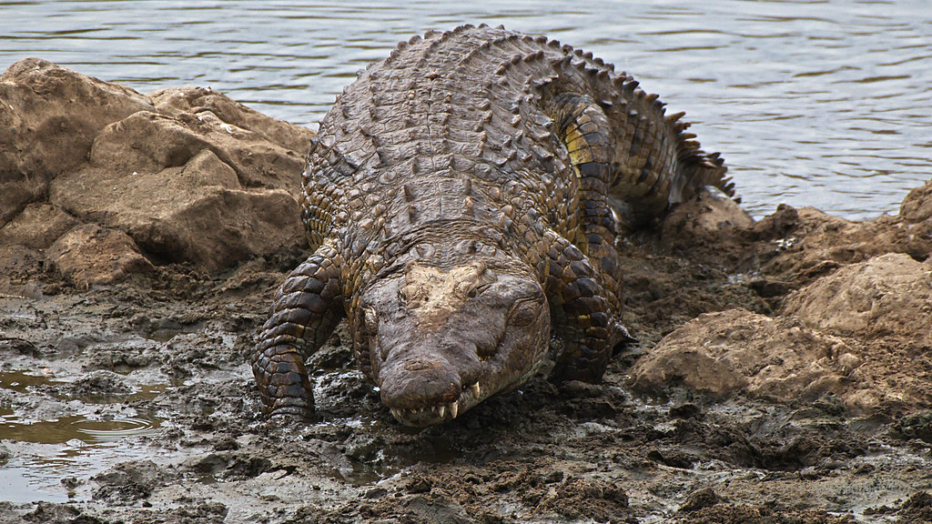 Nile Crocodile: The Ancient Aquatic Assassin (Image Credits: Flickr)