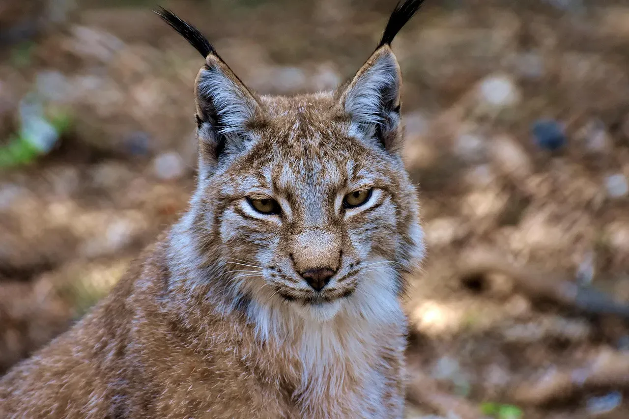 #4. Its ear tufts might be more than decoration (Image Credits: Pixabay)
