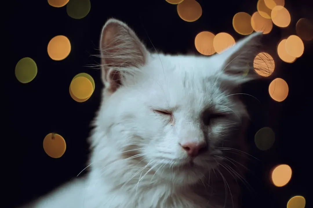 The Science Behind the Slow Blink (Image Credits: Unsplash)