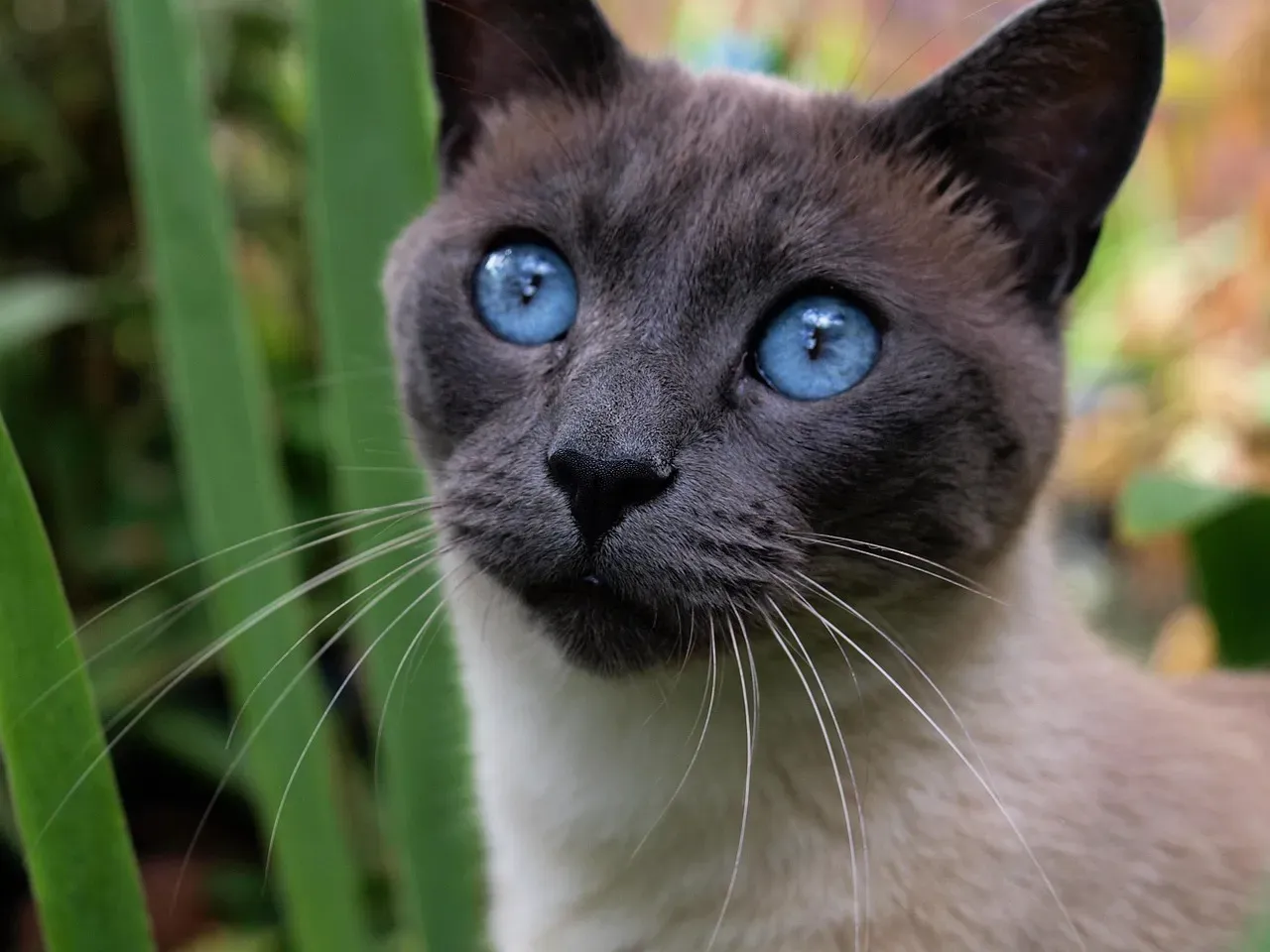 2. The Siamese: The Vocal Mastermind of the Cat World (Image Credits: Pixabay)