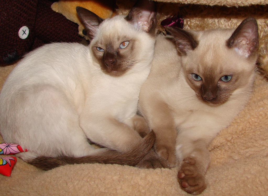 Tonkinese: The Lap-Loving Entertainer (Image Credits: Flickr)