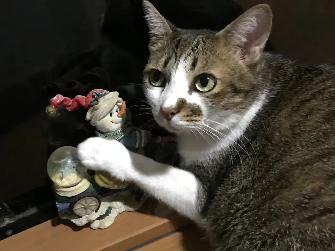 You Are Actually Training Your Cat to Do It More (Image Credits: Unsplash)