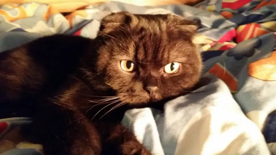 Conclusion (Image Credits: Wikimedia)