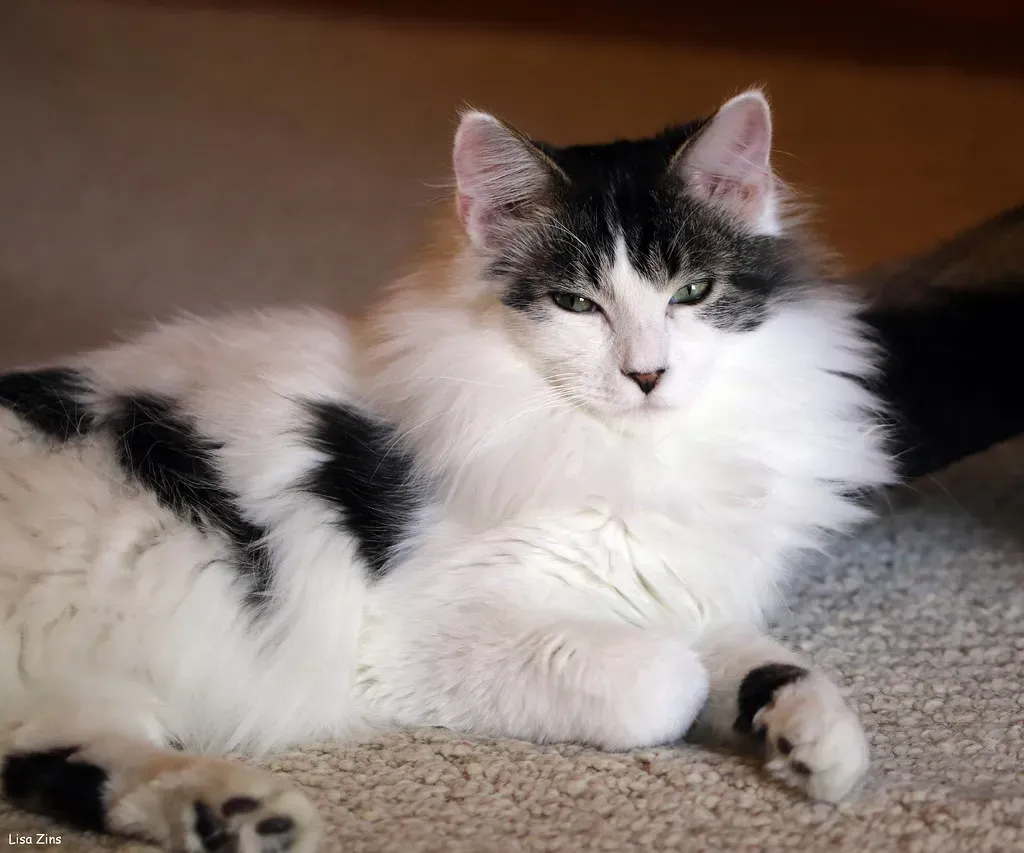 How Humidity and Temperature Changes Register on Their Fur (Lisa Zins, Flickr, CC BY 2.0)