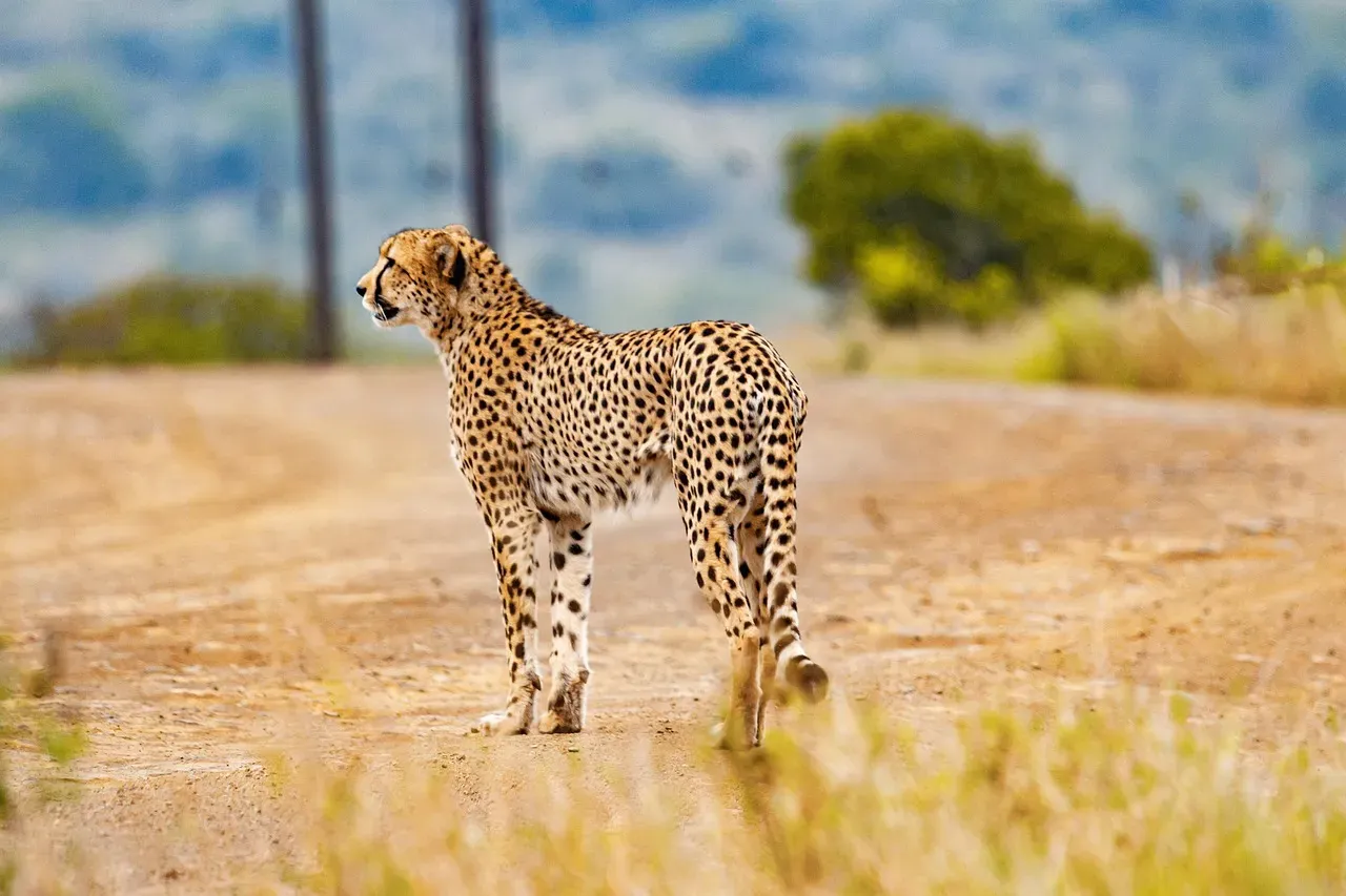 #8 Their spots and tail rings are as individual as a human fingerprint (Image Credits: Pixabay)