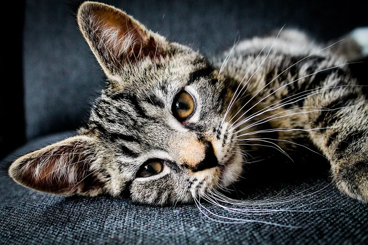 Ears, Whiskers, and the Signals You're Probably Missing (Image Credits: Pixabay)