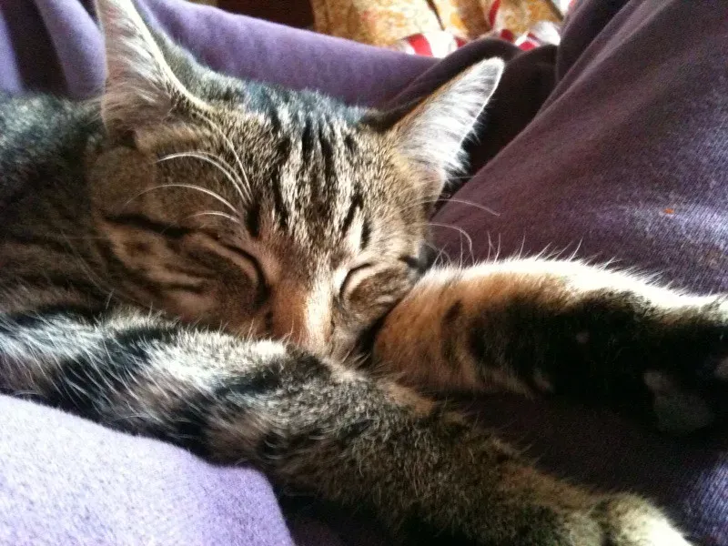 Finding Your Perfect Lap Companion (Image Credits: Flickr)