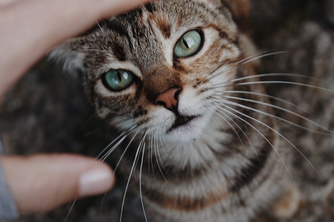 Using Food Motivation for Eye Contact Training (Image Credits: Unsplash)