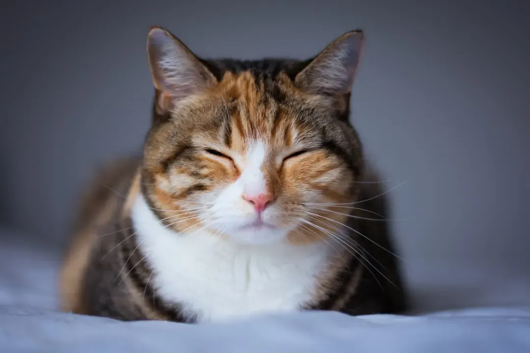 Your Cat's Sleep Schedule Is Wired Into Their DNA (Image Credits: Unsplash)