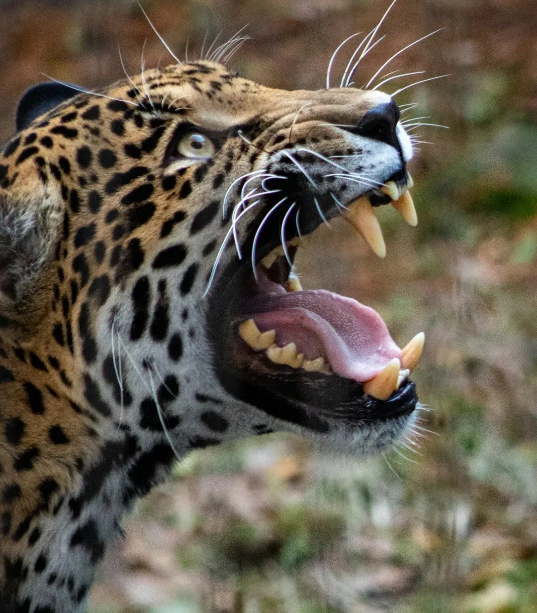 You Notice Their Teeth and Skull Are Built Like a Bone-Cracking Toolkit (Image Credits: Unsplash)