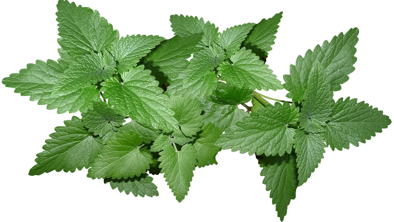 The Secret Weapon Inside: Meet Nepetalactone (Image Credits: Pixabay)