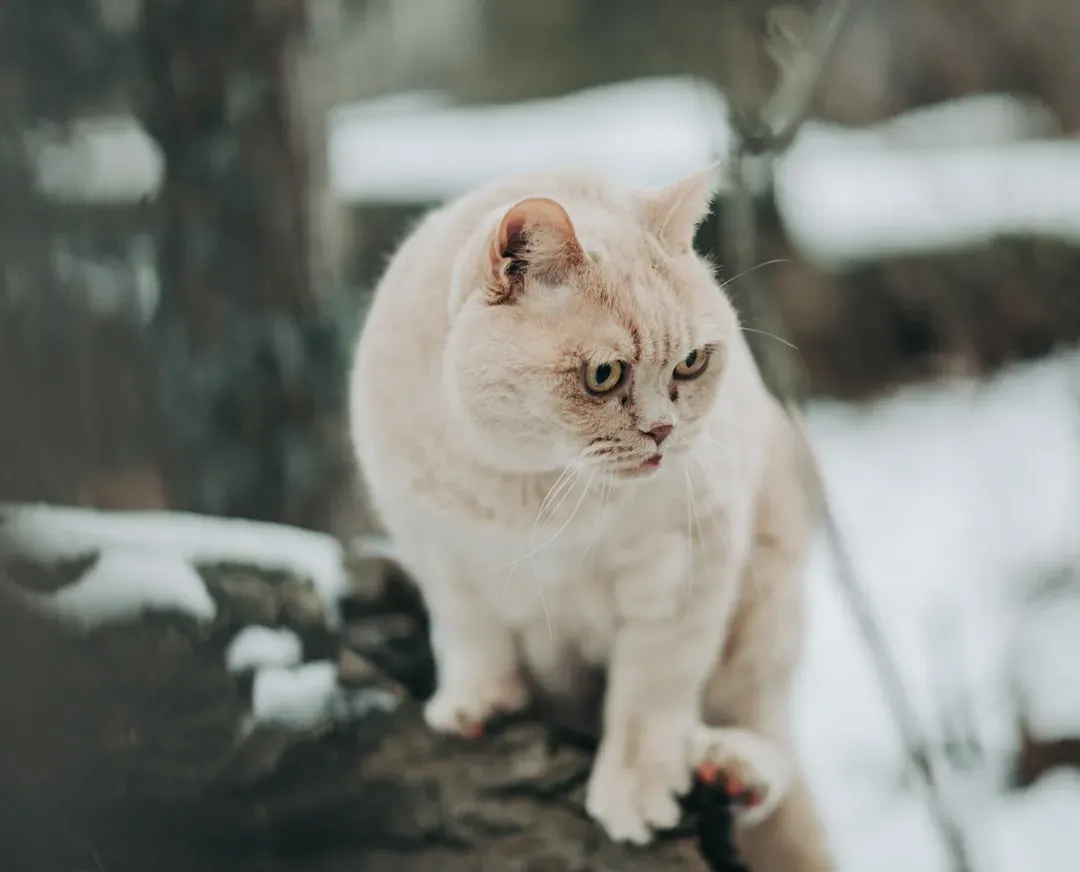 Overlooking Signs of Hypothermia and Frostbite (Image Credits: Unsplash)