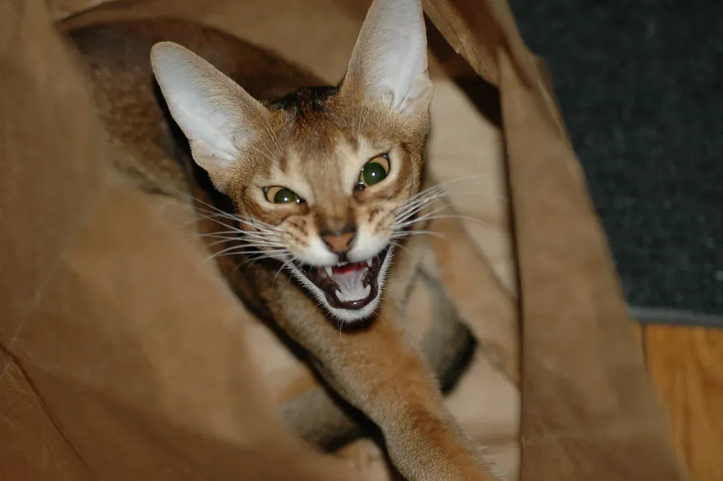 #8 - The Conversational Back-and-Forth Meow (John Morton, Flickr, CC BY-SA 2.0)