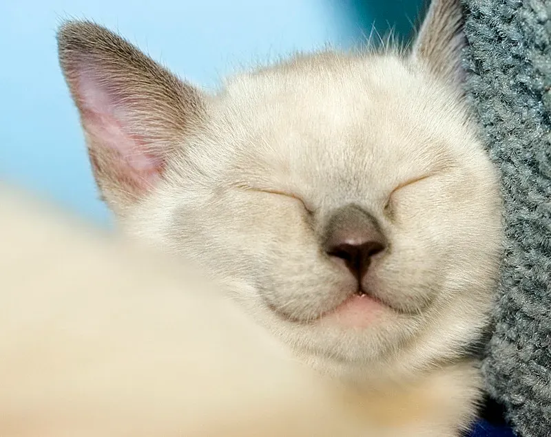 9. Tonkinese: The Playful, Chatty, Affectionate Hybrid (Barb Henry, Flickr, CC BY-SA 2.0)