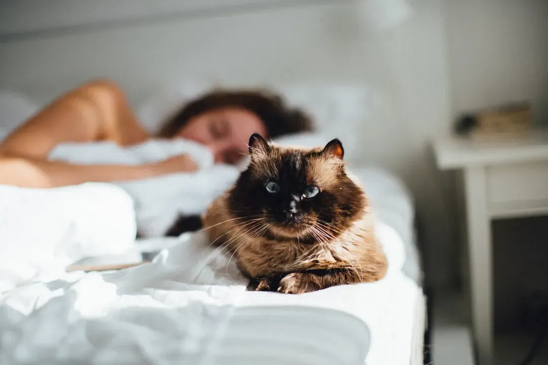 You May Sleep Better With a Cat in Your Home (Image Credits: Unsplash)