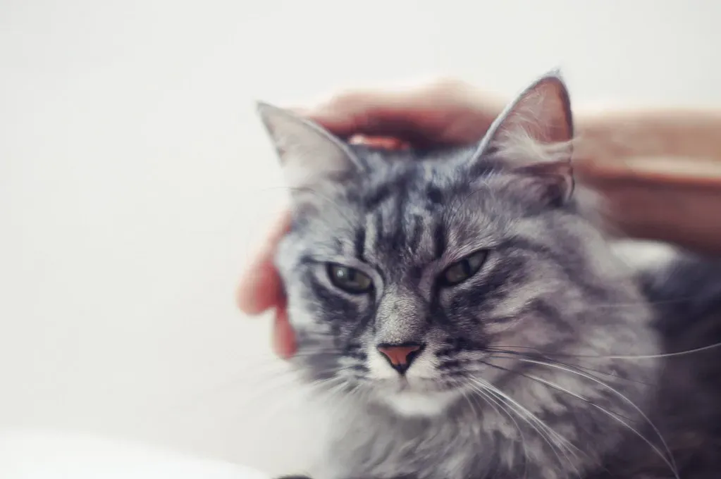 Aquarius: The Social Experimenter (Image Credits: Flickr)