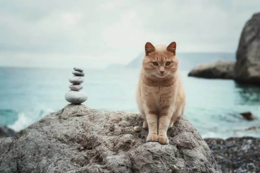 Creating Your Own Feline-Inspired Mindfulness Practice (Image Credits: Unsplash)