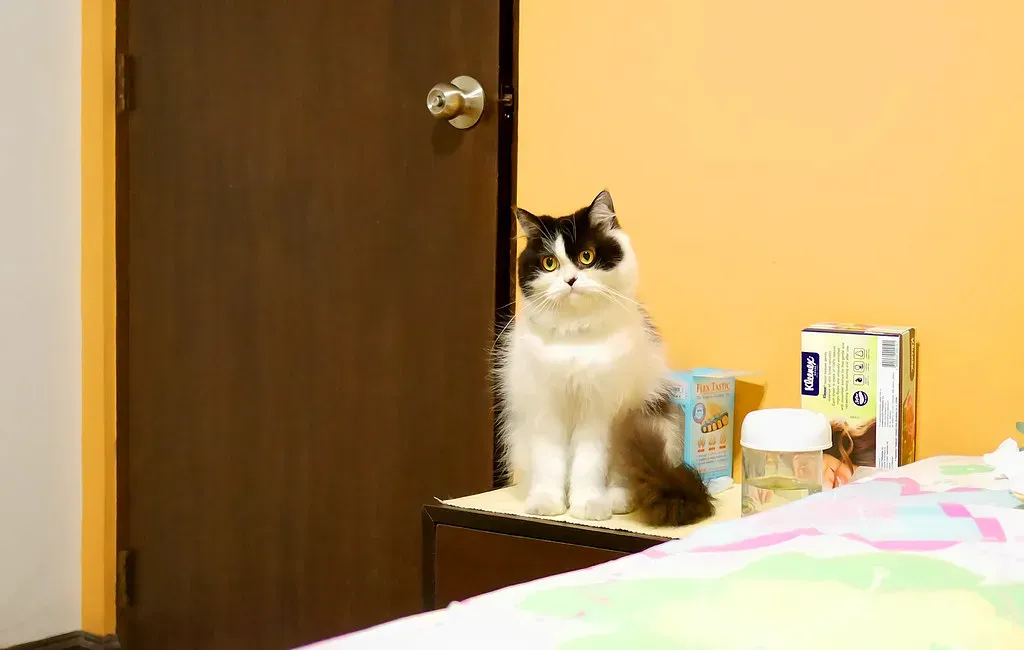 Conclusion: The Bathroom Door Is a Tiny Window Into a Huge Bond (travel oriented, Flickr, CC BY-SA 2.0)