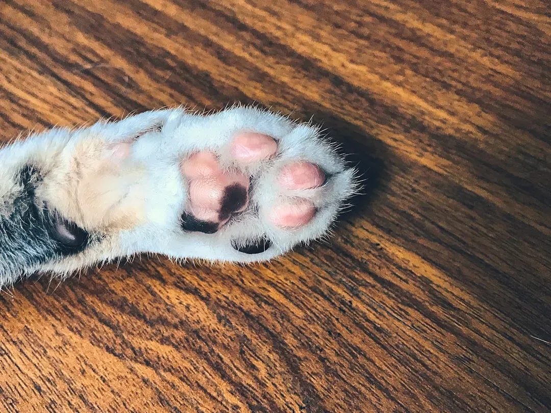 #1. The paw pad hides a gland most owners never think about (Image Credits: Unsplash)