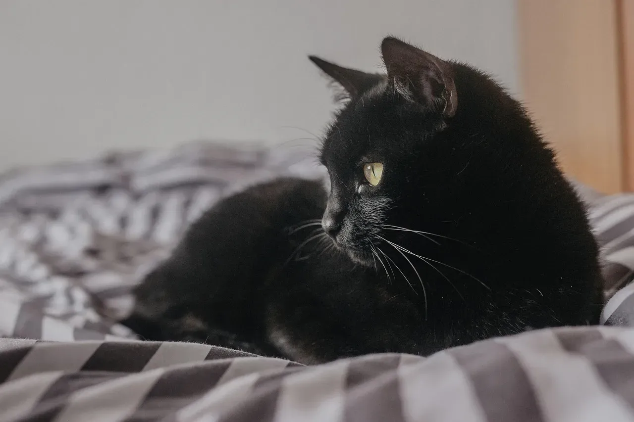 Your Cat Is Doing a Nighttime “Safety Check” on the Colony (Image Credits: Pixabay)