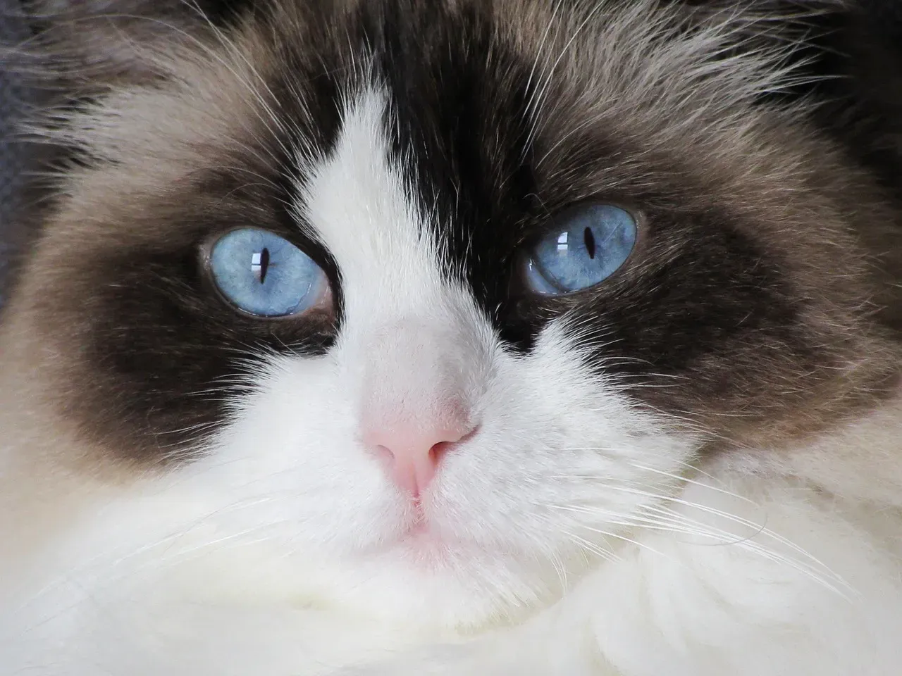 Best Match #3: Ragdoll (Image Credits: Pixabay)
